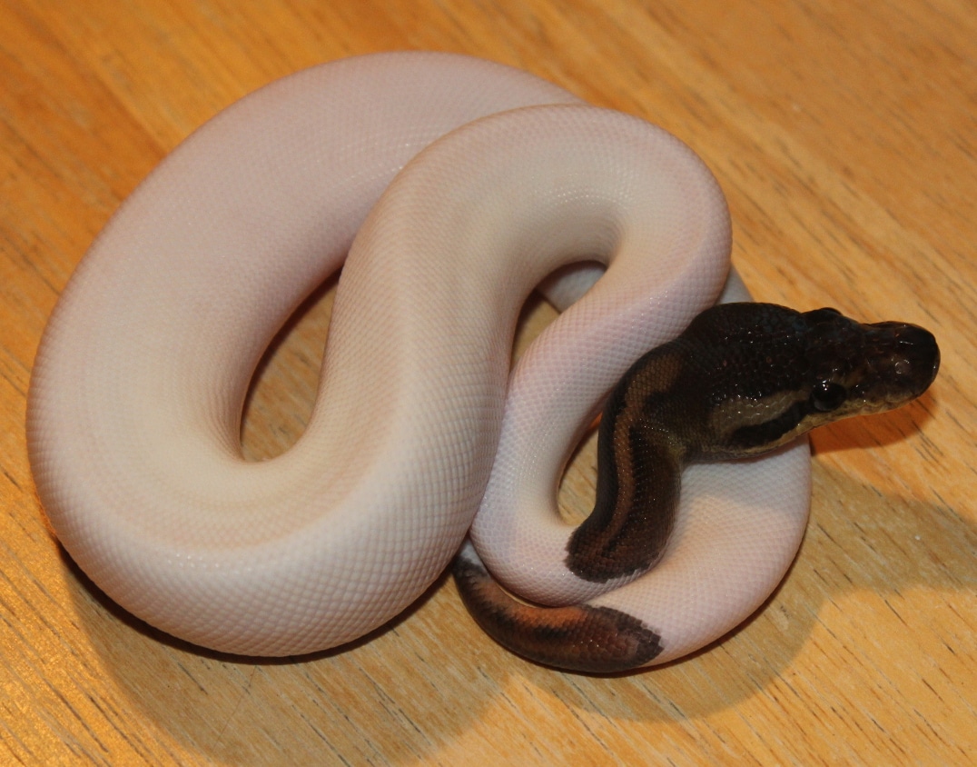 Cinnamon Piebald Ball Python by Fistful of Reptiles - MorphMarket
