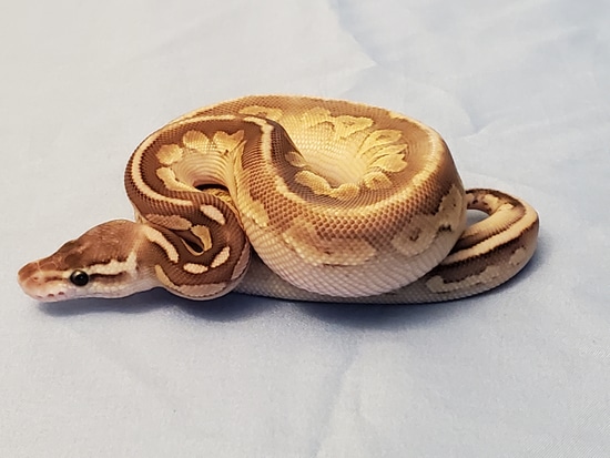 Lesser Pewter Ball Python by Fistful of Reptiles