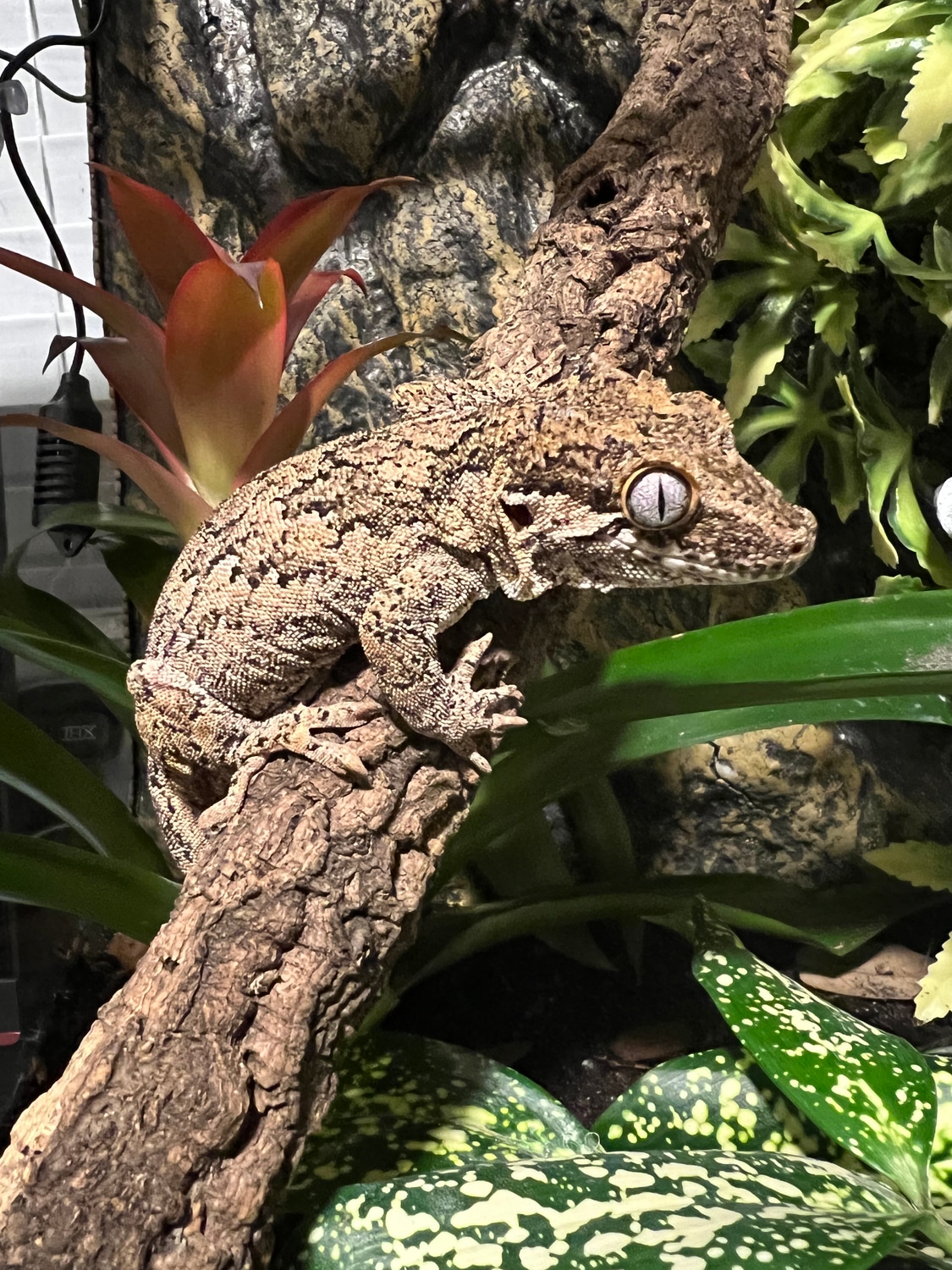 Reticulated Adult Female Gargoyle Gecko by Five Oh Exotics MorphMarket