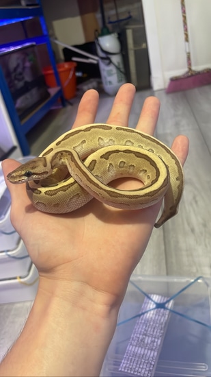 Ocelot CB Ball Python by Hoggzexotics