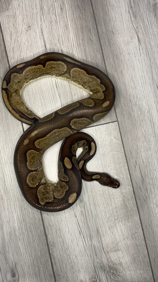 Cinny Sugar Ball Python Cinnamon Sugar Ball Python by Hoggzexotics