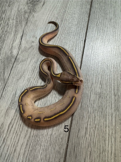 Phantom Highway Ball Python by Hoggzexotics