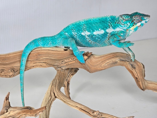 流行 (50%) Caught Wild Be Nosy X Panther Tamatave X Faly Nosy サーフィン・ボディボード