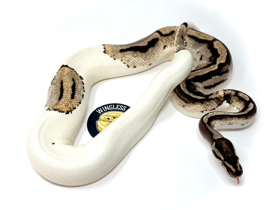 Piedbald Ball Python by Wingless Wyverns