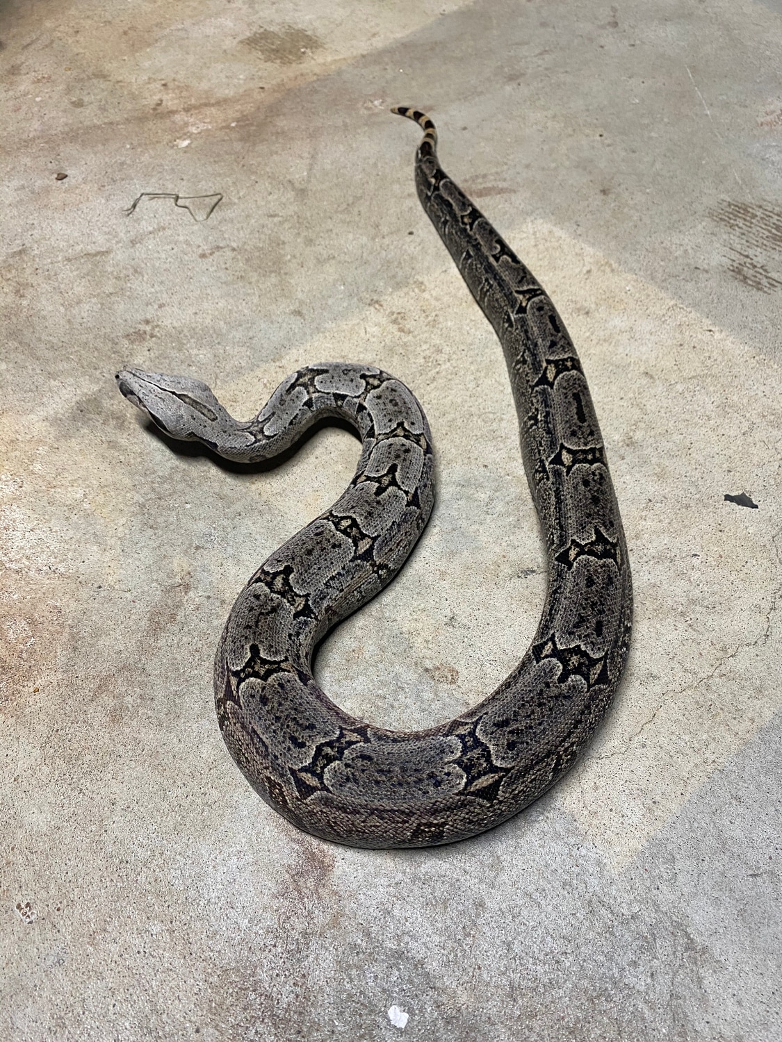 Female Bolivian Silverback Shorttailed Boa Constrictor by Primal Earth