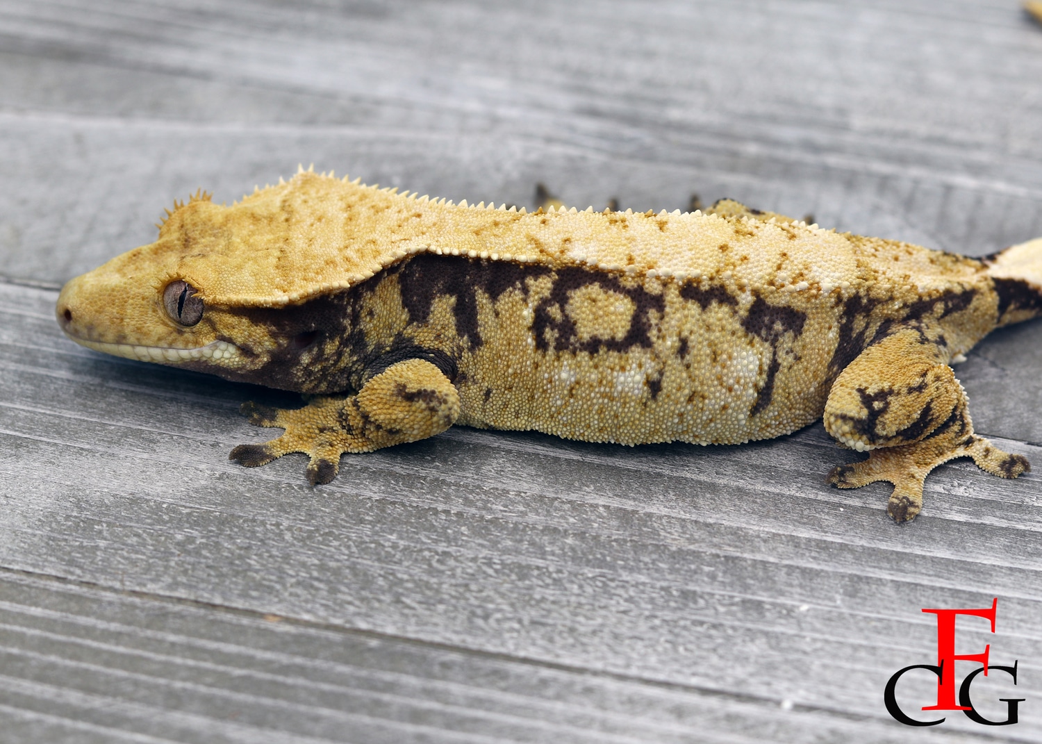 Holdback Release Extreme Girl Crested Gecko by Flawless MorphMarket