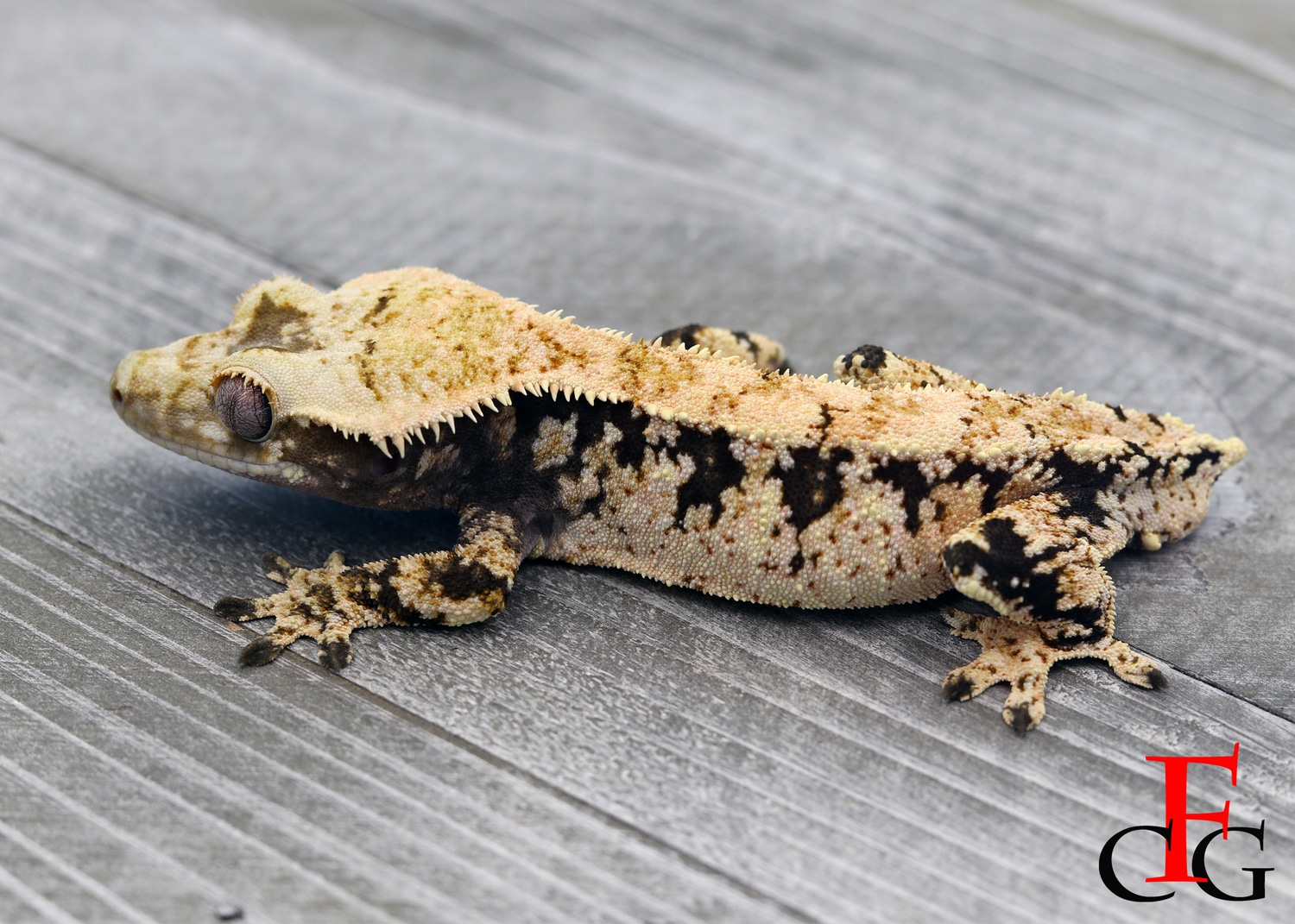 HOLDBACK RELEASE Top Tier Crested Gecko by Flawless MorphMarket