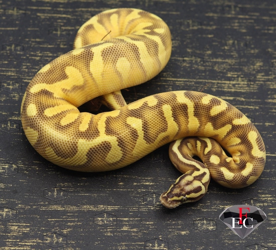 Pastel Orange Dream Enchi Super Asphalt Ball Python by FLAWLESS