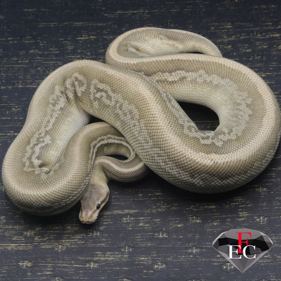 Pastel Cinnamon Leopard Hypo Ball Python by FLAWLESS