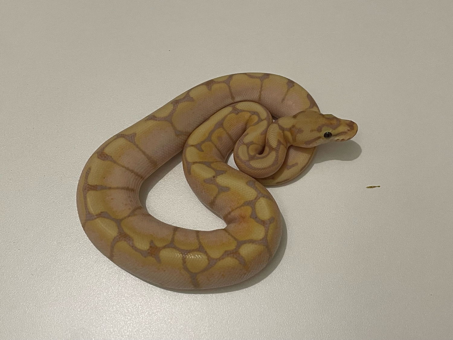 Banana Bee Ball Python by JFlos Royal Empire MorphMarket