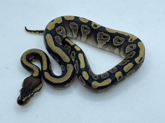 Mojave Ball Python by JFlos Royal Empire