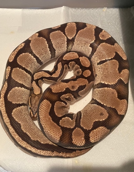 Fire Ball Python by JFlos Royal Empire