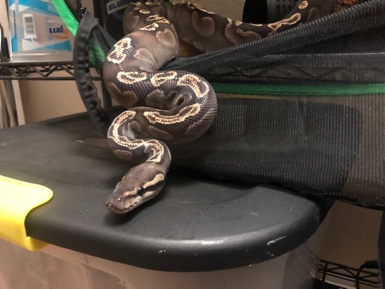 Uscbb Ghi Mojave Ball Python by Arboreal attitudes