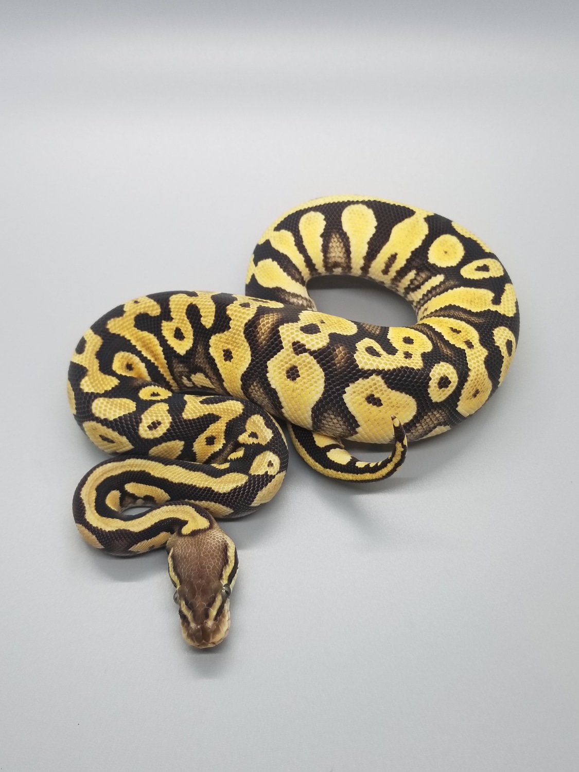 Pastel Mystic Yellow Belly Ball Python by Manhattan Reptile Planet ...