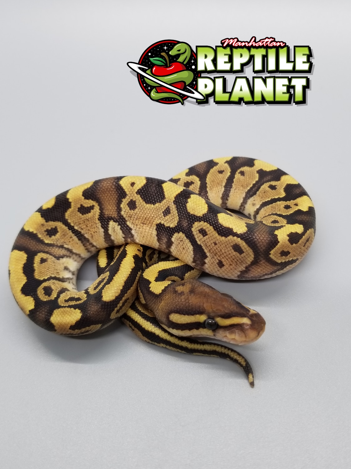 Fire Female Ball Python by Manhattan Reptile MorphMarket