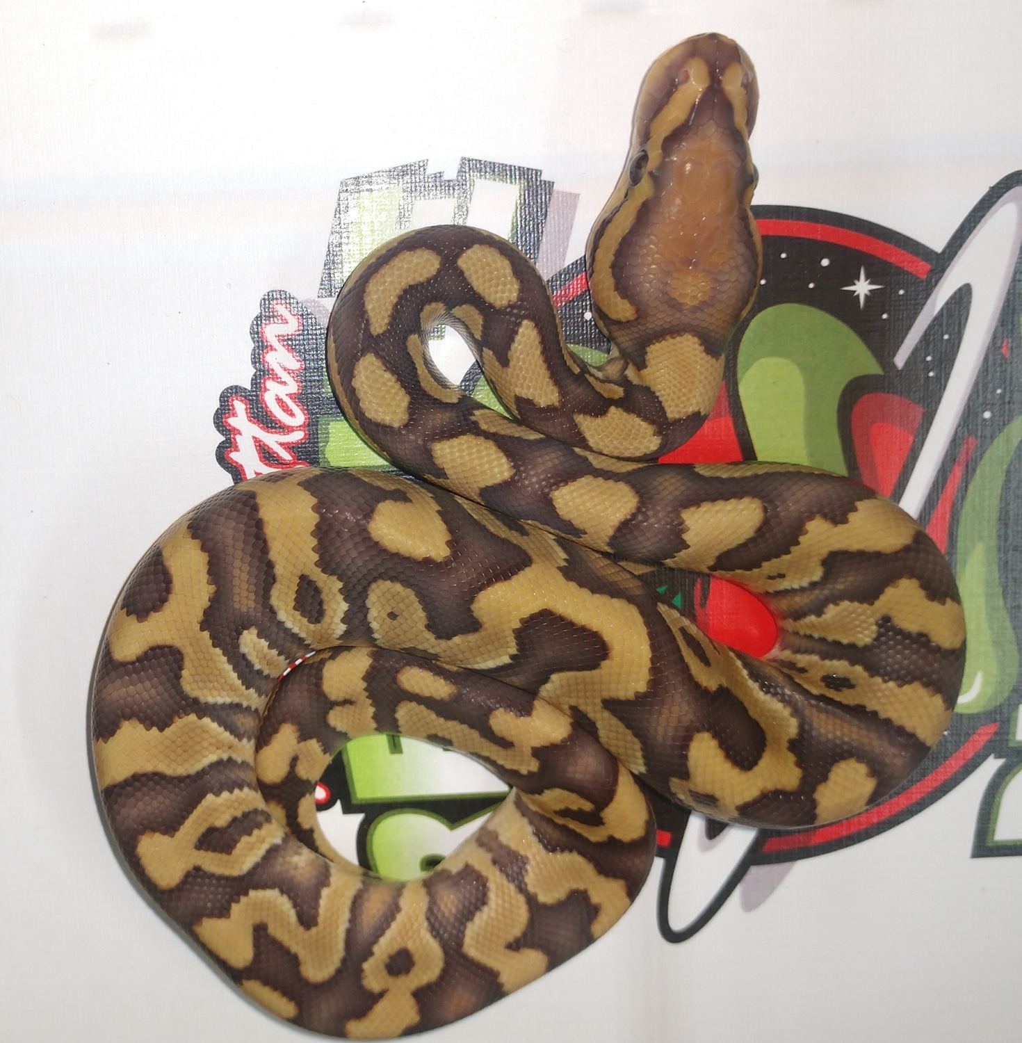 Manhattan Reptile Collection MorphMarket