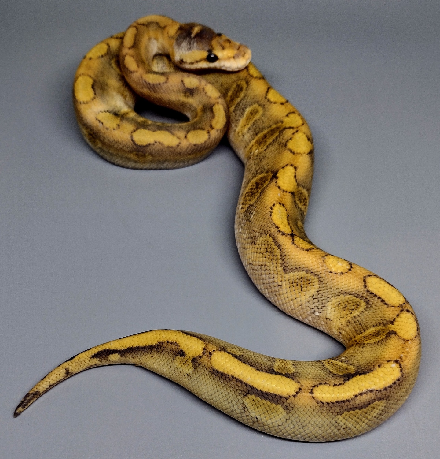 Enchi Mimosa Ball Python by Manhattan Reptile MorphMarket