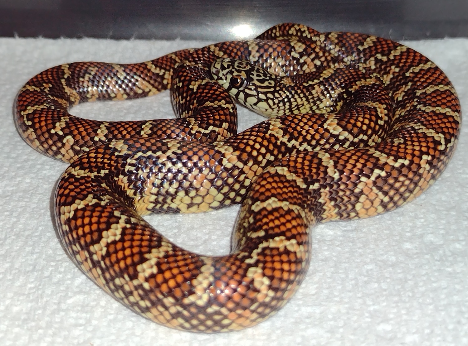 Hypo Brooks' Kingsnake by Manhattan Reptile MorphMarket
