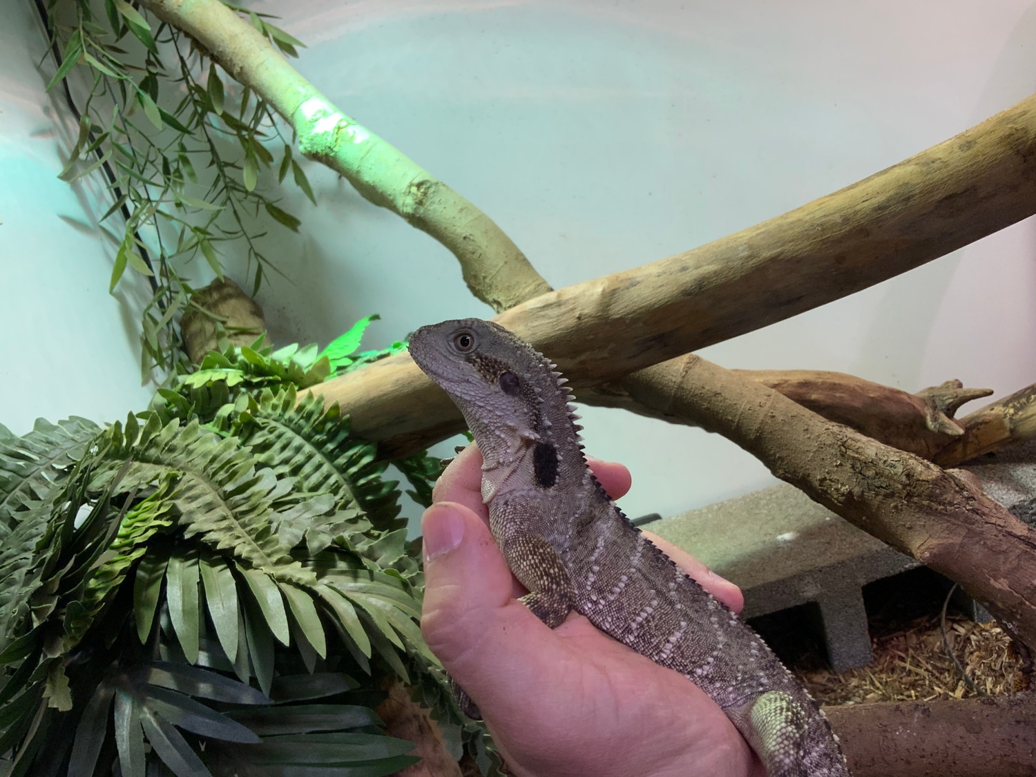 Australian Water Dragon More Lizard by Acacia Reptiles MorphMarket