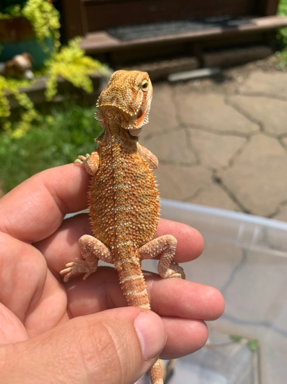 Hypo Sunfire Central Bearded Dragon by Acacia Reptiles - MorphMarket