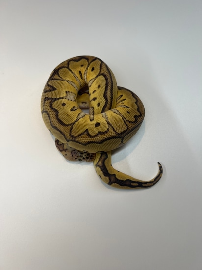 Pastel Clown Ball Python by Florida Born Exotics