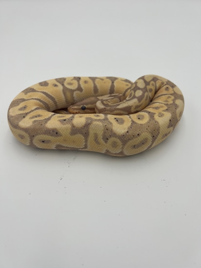 Pastel Banana 50% Het Clown Ball Python by Florida Born Exotics