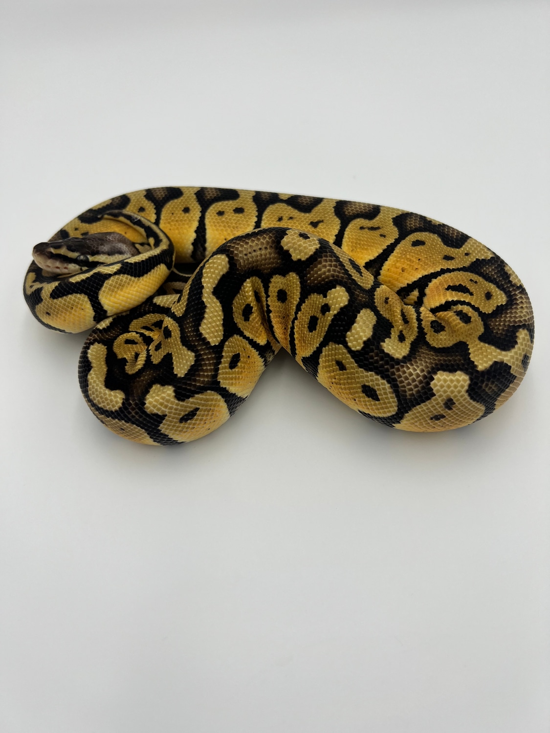 Pastel Fire Enchi Ball Python by Florida Born Exotics - MorphMarket
