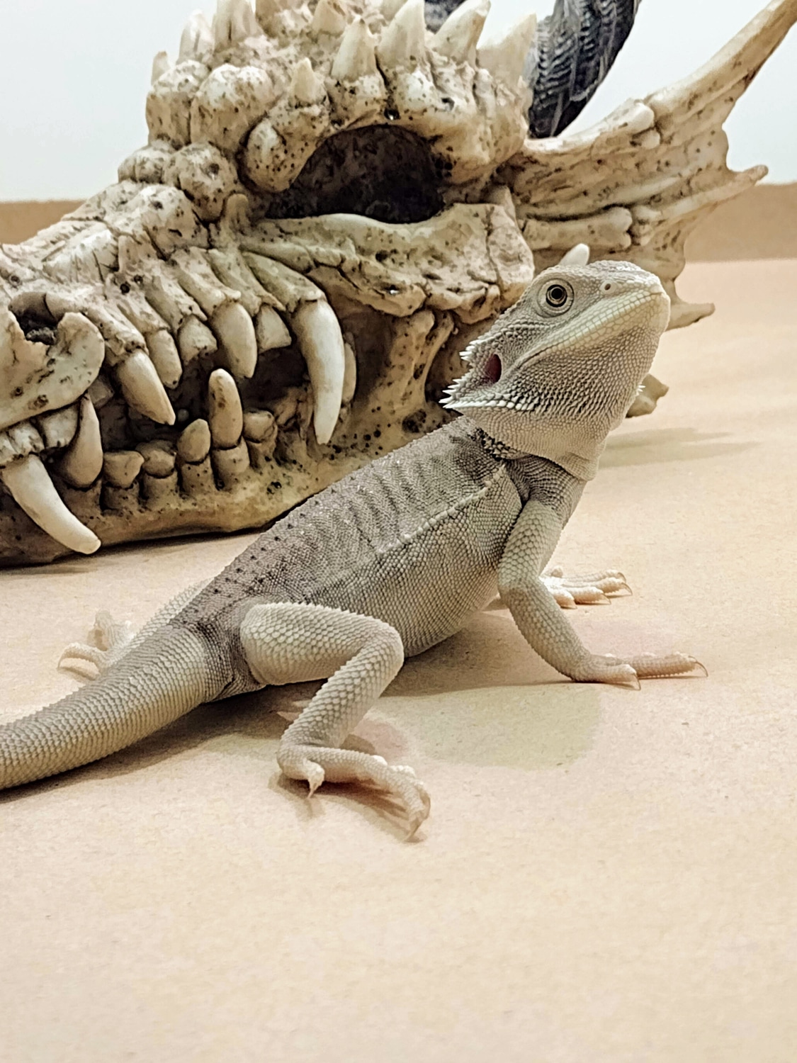 SHIPPED! Female Leatherback Zero Central Bearded Dragon by Florida