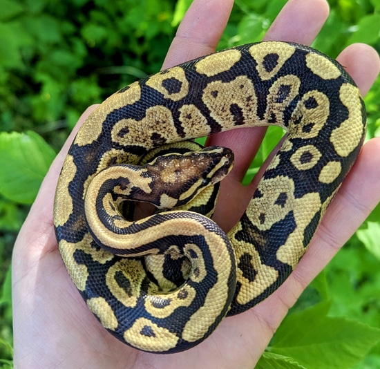 2022 - Pastel Spotnose Female Ball Python by Flower City Exotics