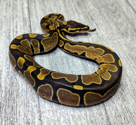 2023 Het Pied Ball Python by Flower City Exotics