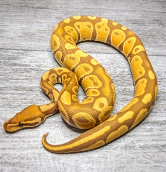 2022 Male Ultramel Ball Python by Flower City Exotics