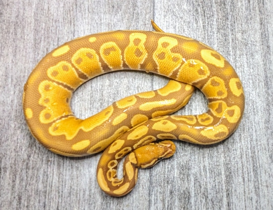 2022 Female Ultramel Ball Python by Flower City Exotics