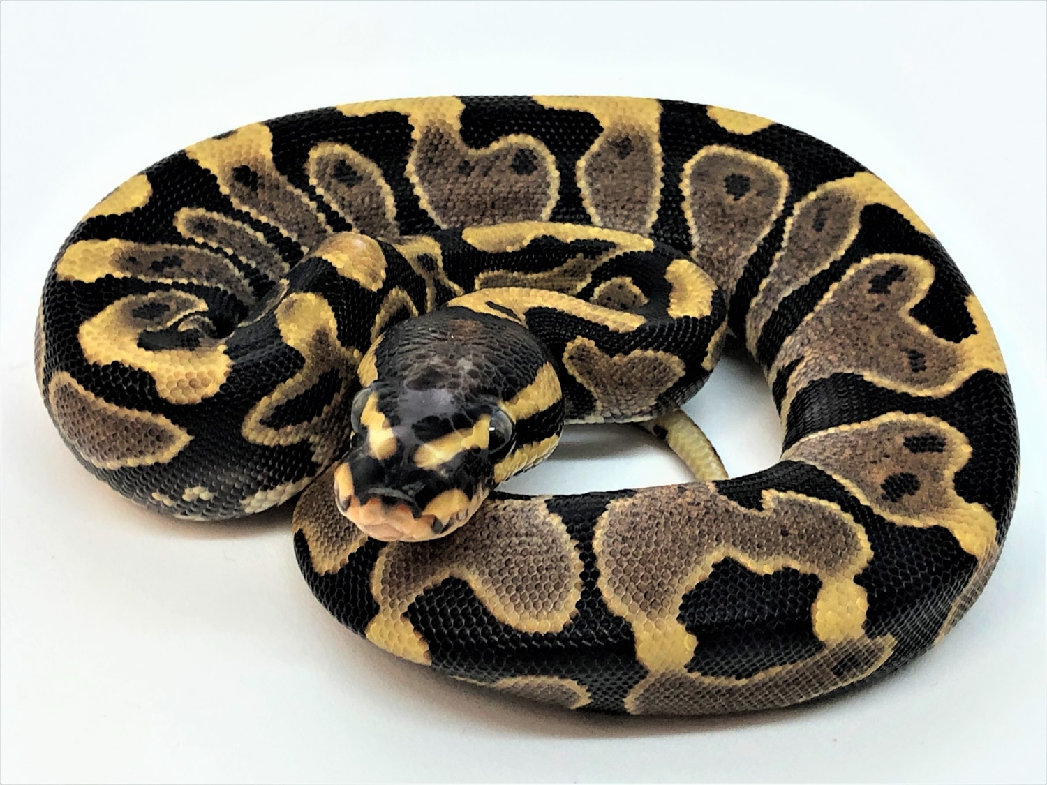 Scaleless Head Yellow Belly Ball Python by Royal-Pythons - MorphMarket