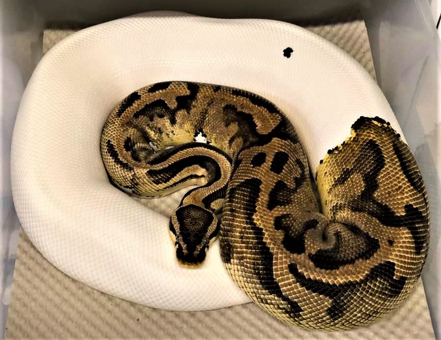 Pastel Piebald Ball Python by Royal-Pythons - MorphMarket