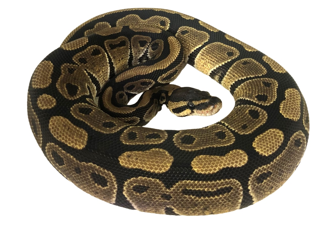 Classic Pos Red Stripe Ball Python by Royal-Pythons - MorphMarket