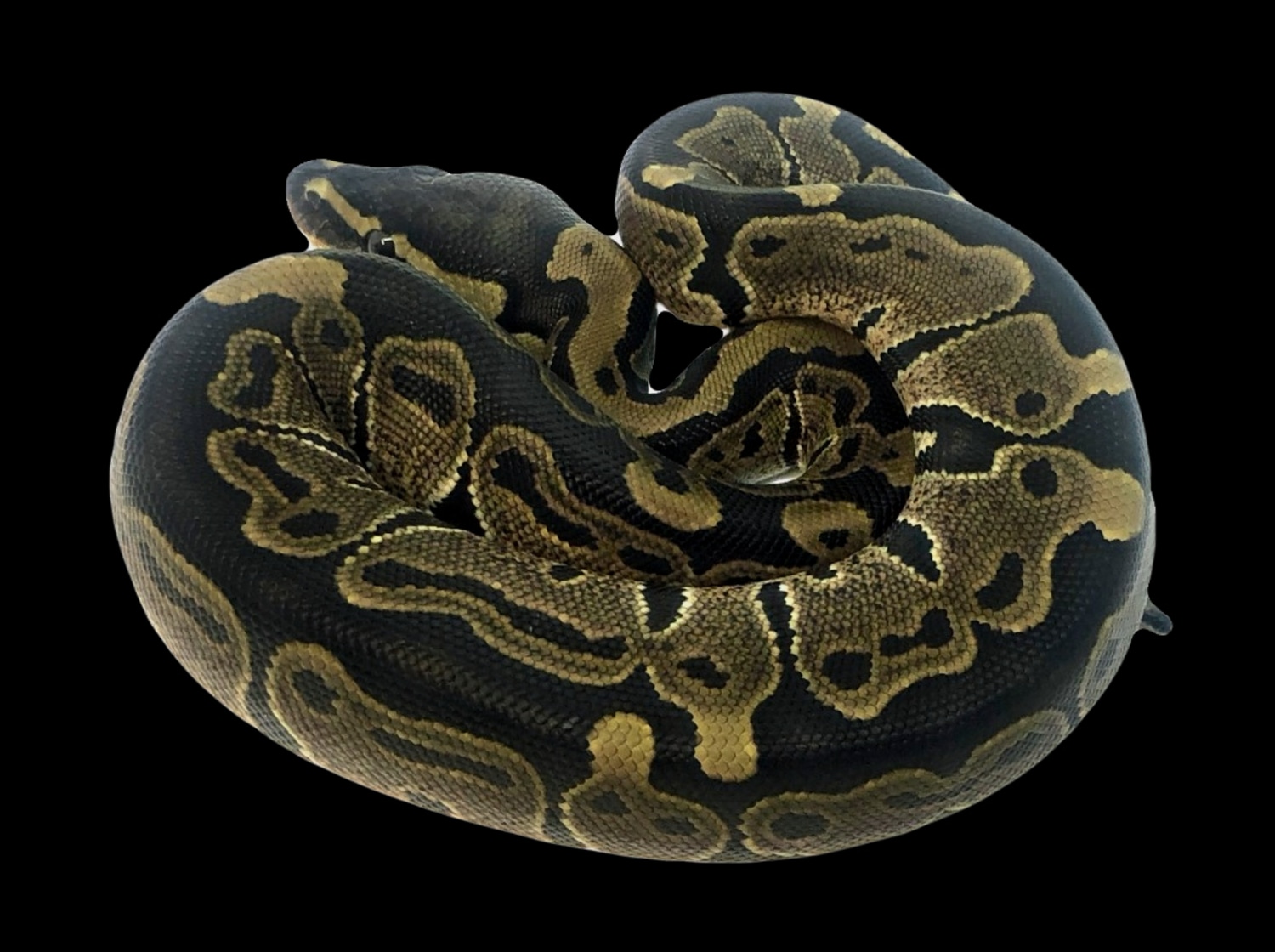 (Super) Blade Double Het Axanthic VPI (Ralph Davis Line)Tri-Stripe Pos ...