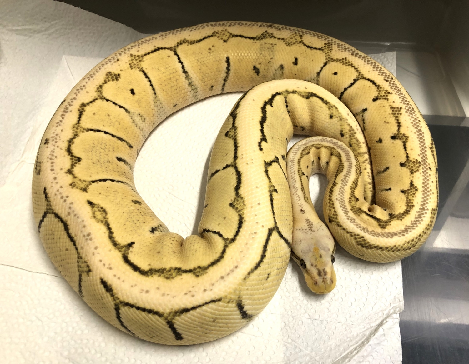 Desert Ghost Lemonblast Ball Python by Royal-Pythons - MorphMarket