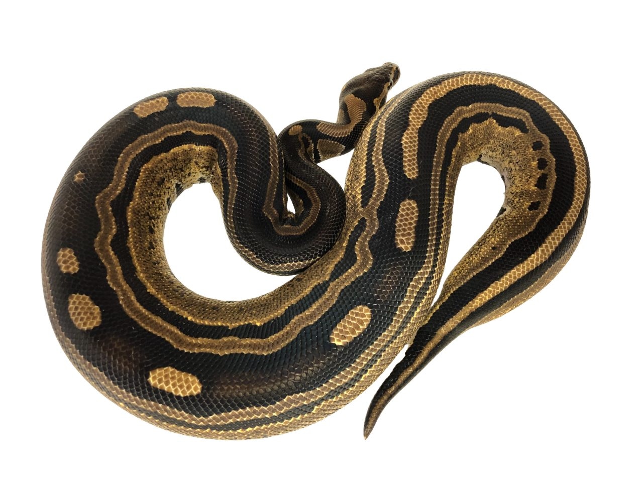 Tri-Stripe 66% Pos Het Hypo Ball Python by Royal-Pythons - MorphMarket