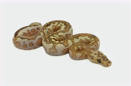 Butter Spotnose Clown Ball Python by Royal-Pythons