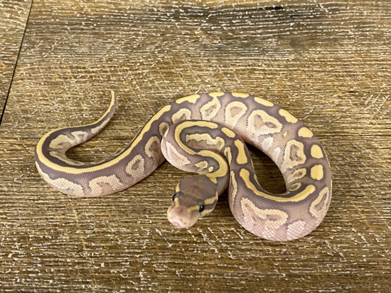 Phantom Hypo RG RnG Ball Python by Royal-Pythons