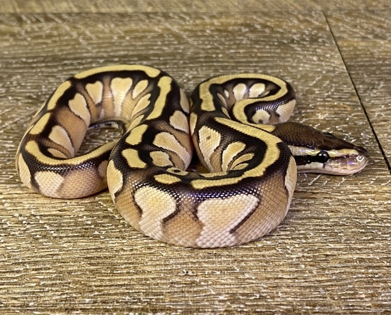 Wookie Enchi Mojave Het Clown Ball Python by Royal-Pythons