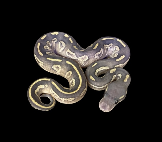 Black Head Phantom RnG Pos RG Hypo Ball Python by Royal-Pythons