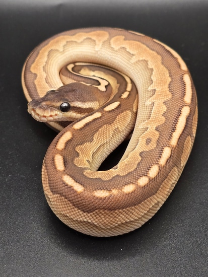 Pastel Cinnamon Lesser Ball Python by FMG Reptiles