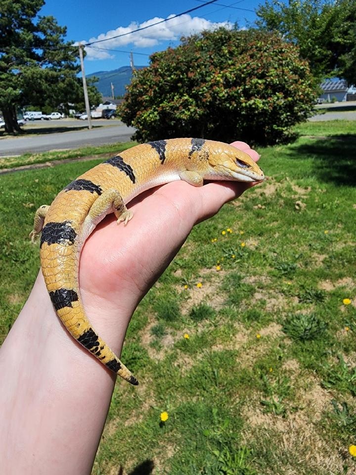 Peters Banded Skink LONG TERM CAPTIVE Other Skink by Folkvang Exotics