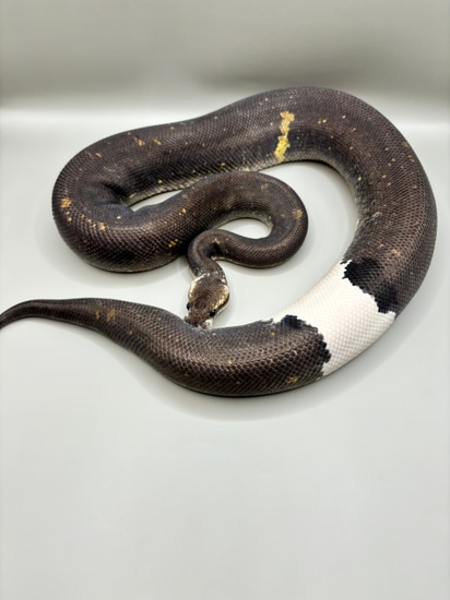 Silver Bullet Ball Python by FondyMorphs