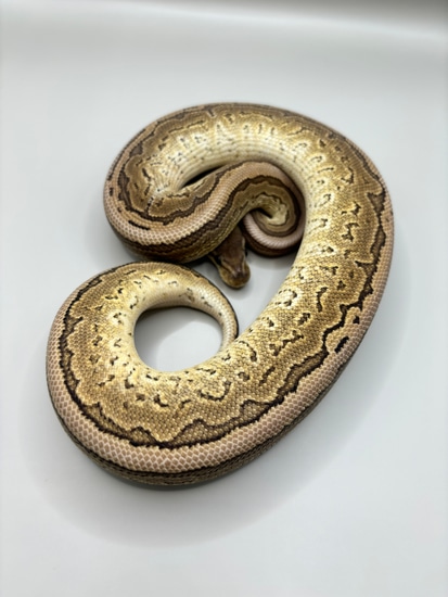Chocolate Pinstripe Ball Python by FondyMorphs