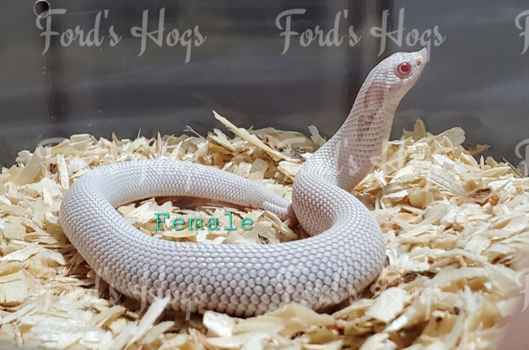Super Yeti Western Hognose by Ford's Hogs MorphMarket