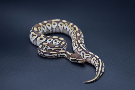 Ball Python Kingdom Fire Cinnamon Ball Python by Red Kingdom Reptiles