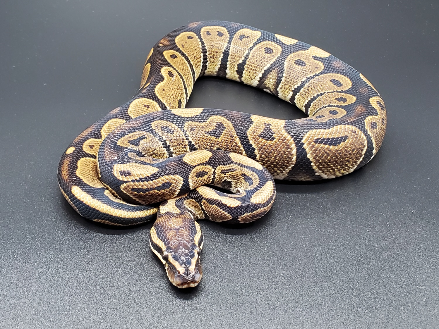 Normal Ball Python by Red Kingdom Reptiles - MorphMarket