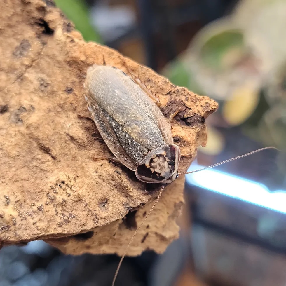 Giant Lobster Roach (Henschoutedenia Flexivitta) 12 Ct Cockroach by